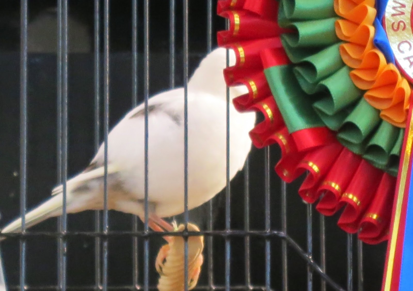 Canary Tales Swords Show Impressive Fifes