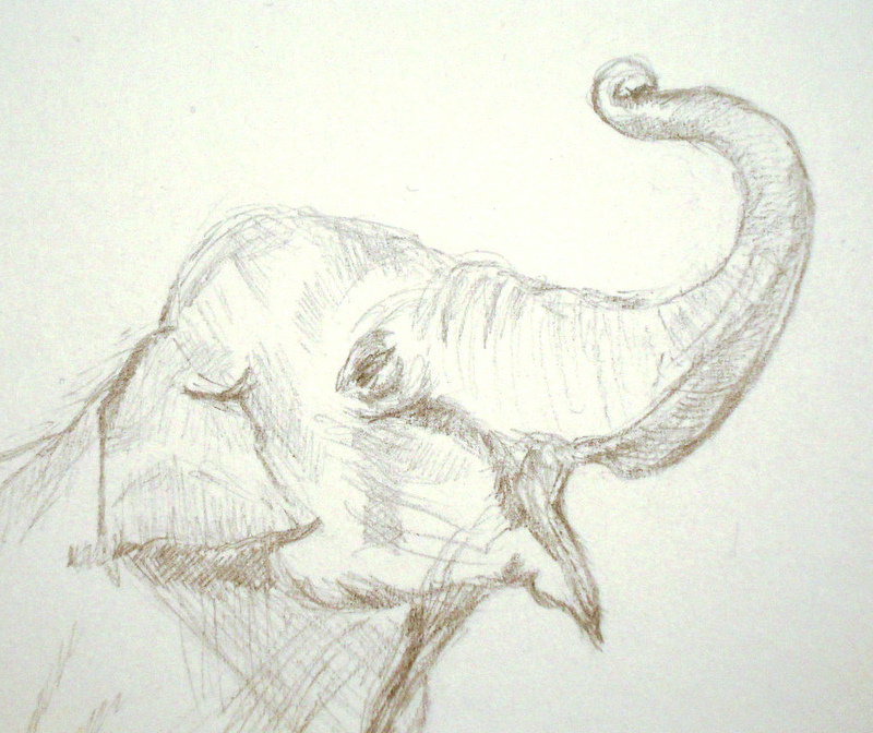 An Elephant a Day: Elephant No. 317: Pencil Drawing