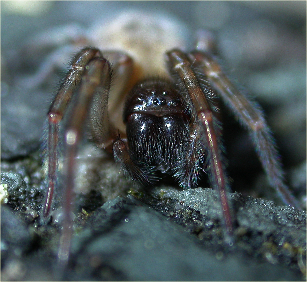 Arachnerds Lace Webbed Spiders Amaurobius sp.