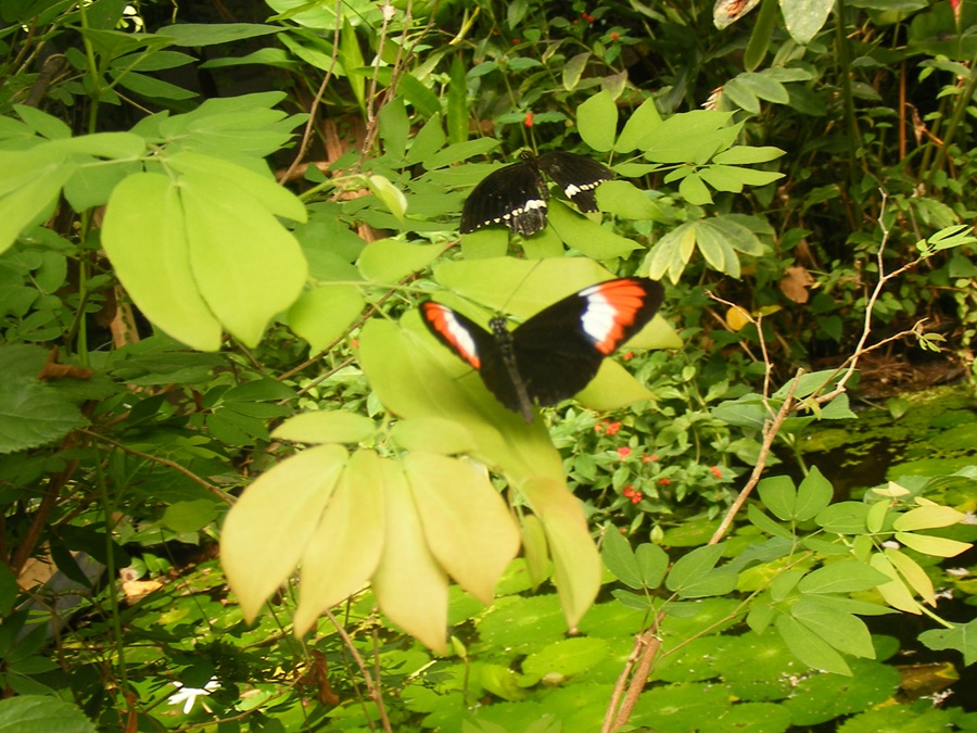 photographing New Zealand Thames Butterfly House