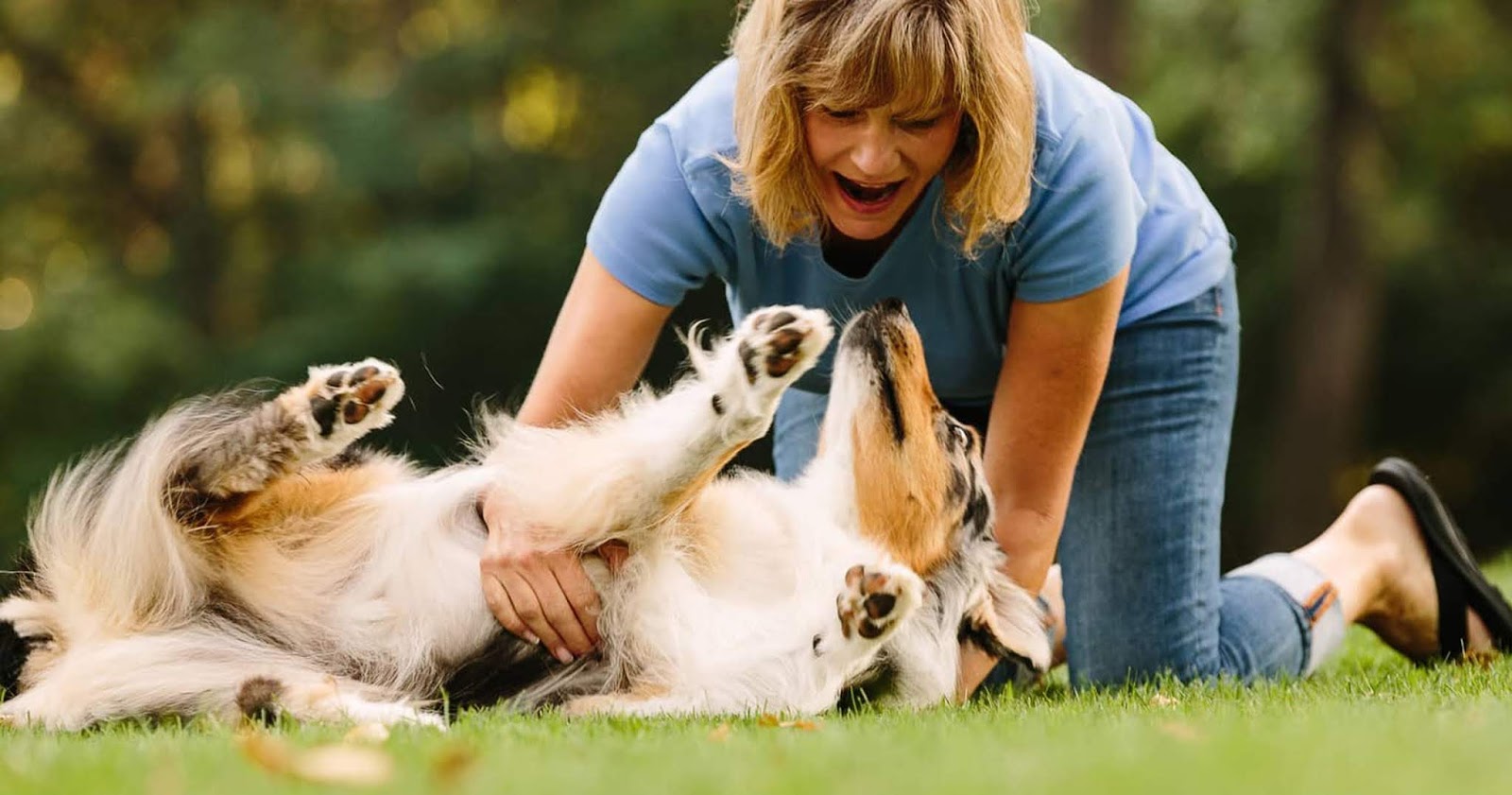 It's a Dog's World: Dog Training: How To Train Your Dogs Easily