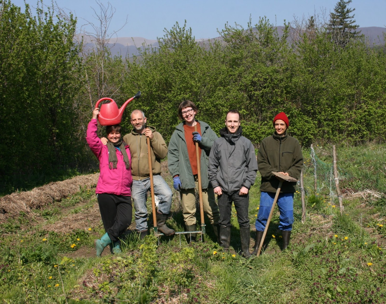 Iris germanica - Balkan Ecology Project