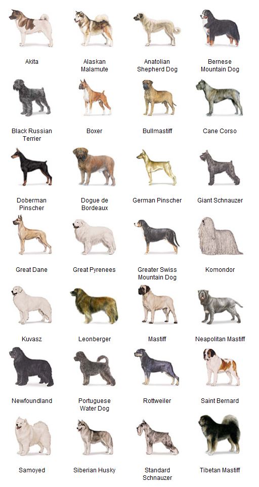... dog breeds, usually belong to the working group and hunting group
