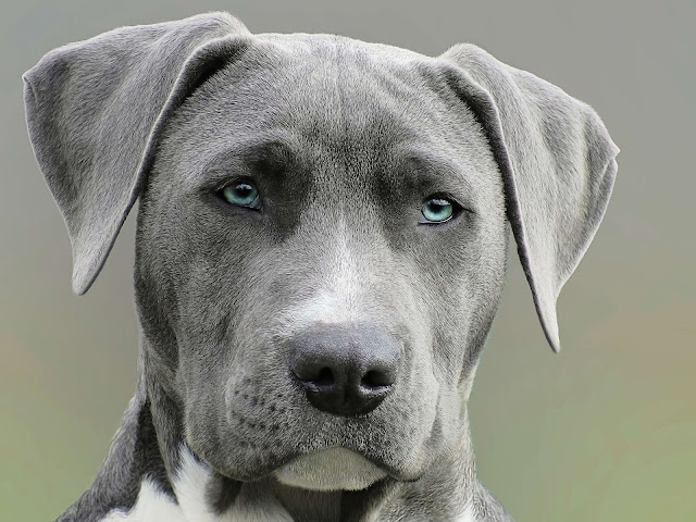 animal pictures animal pictures