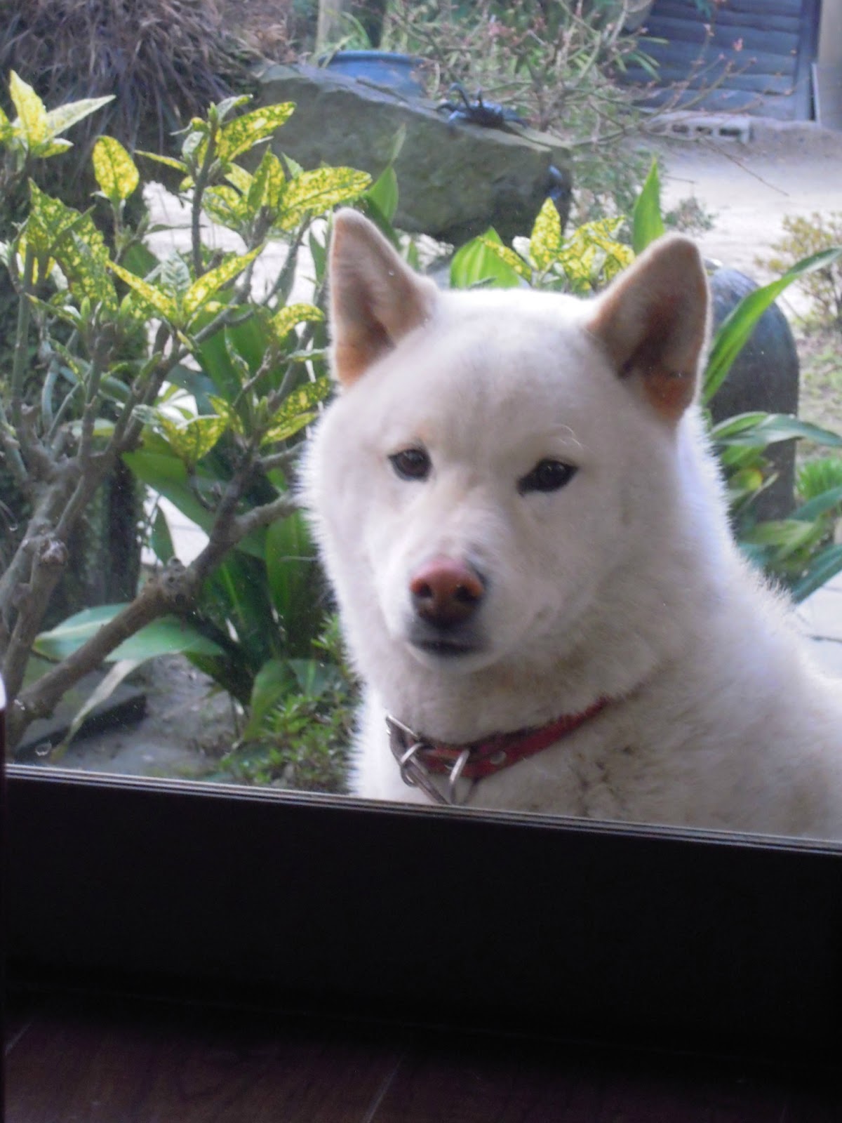 白柴太郎くんの保育日記 新顔のお掃除室内犬に 興味津々な太郎くん