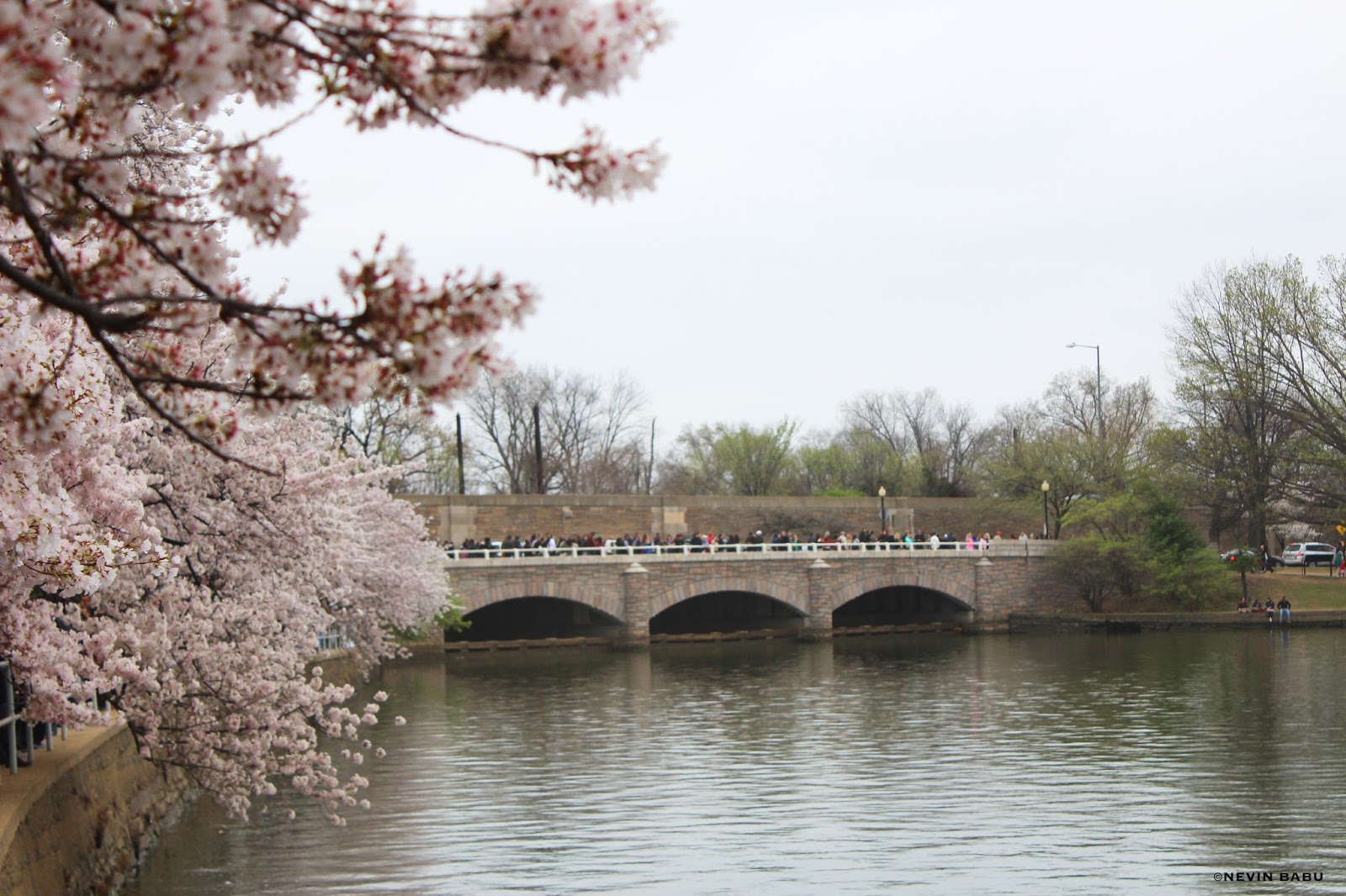 Cherry Blossoms at Tidal Basin Cherry Blossoms at Tidal Basin