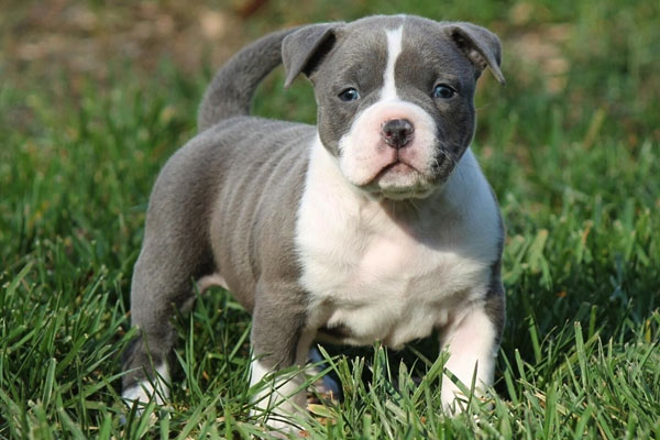 43 Best Pictures American Bully Xl Puppy Price In India