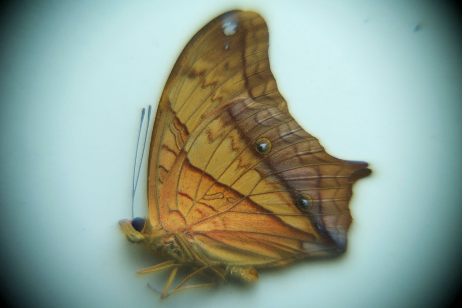 ToraKun. This Project is Giving Me Butterflies