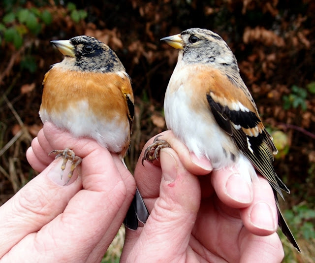 Bramblings, P J Alker