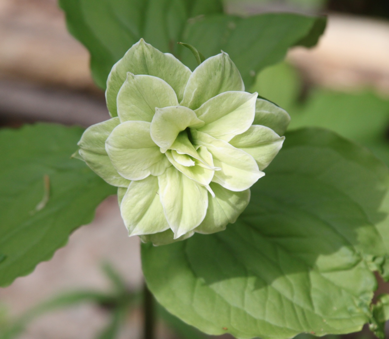 Kalamazoo Seasons Mutant Trilliums