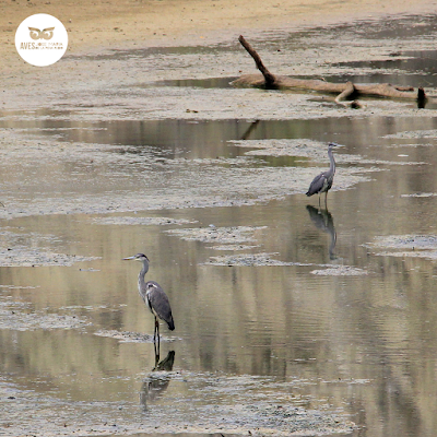 Varias garzas reales (Ardea cinerea) en las zonas más inundadas de los galachos del Ebro