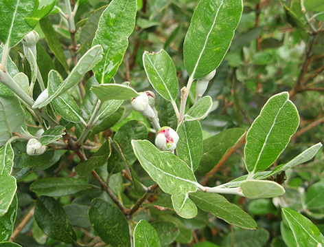 Feijoa sellowiana