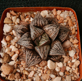 Haworthia