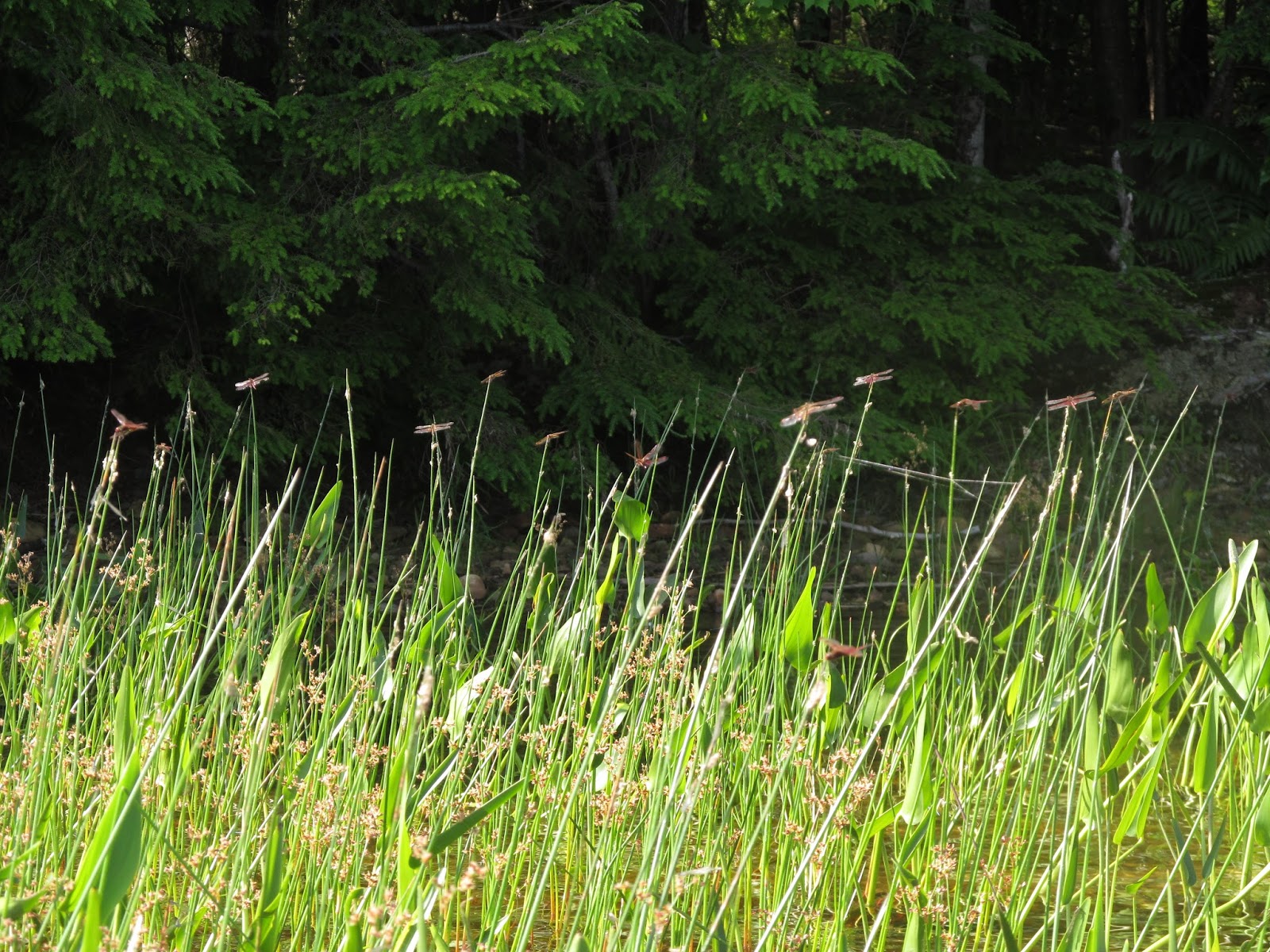 Recreational Kayaking in Maine Stump Pond, Lincoln Maine
