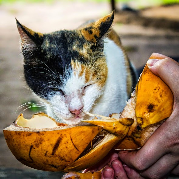 can cats eat coconut milk can cats eat coconut milk