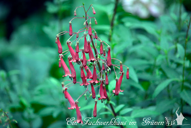 Kapfuchsie, Phygelius Kapfuchsie, Phygelius