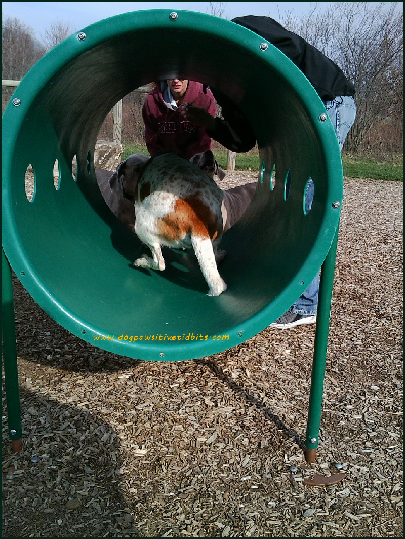 Dog Pawsitive Tidbits Barrel of Fun at the Dog Park