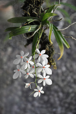 Resultado de imagem para orquidea aerangis