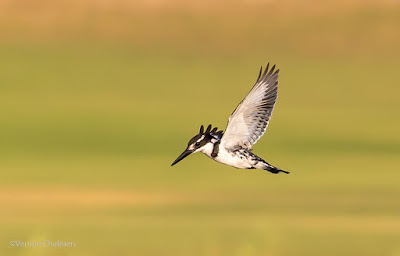 Birds in Flight Photography with Canon EOS 6D / EF 70-300mm f/4-5.6L IS USM Lens Birds in Flight Photography with Canon EOS 6D / EF 70-300mm f/4-5.6L IS USM Lens