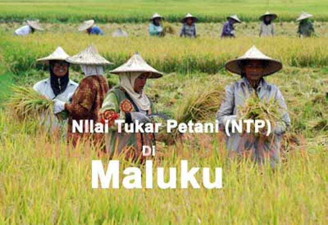 NTP Maluku Februari Turun 0,51 Persen Ambon, Malukupost.com - Badan Pusat Statistik (BPS) Provinsi Maluku mencatat nilai tukar petani (NTP) daerah ini pada Februari 2018 sebesar 100,90 atau turun 0,51 persen dibandingkan dengan Januari 2018 yang sebesar 101,42. "Penurunan ini terjadi karena yang diterima petani (it) mengalami penurunan sebesar 0,57 persen, lebih tinggi dari penurunan yang dibayar petani (ib) yang tercatat sebesar 0,06 persen," kata Kepala BPS Provinsi Maluku, Dumangar Hutauruk di Ambon, Kamis (1/3).