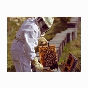 Doneaza un stup sau un roi de albine pentru o familie saraca si ajuta-i sa isi dezvolte o ferma apicola