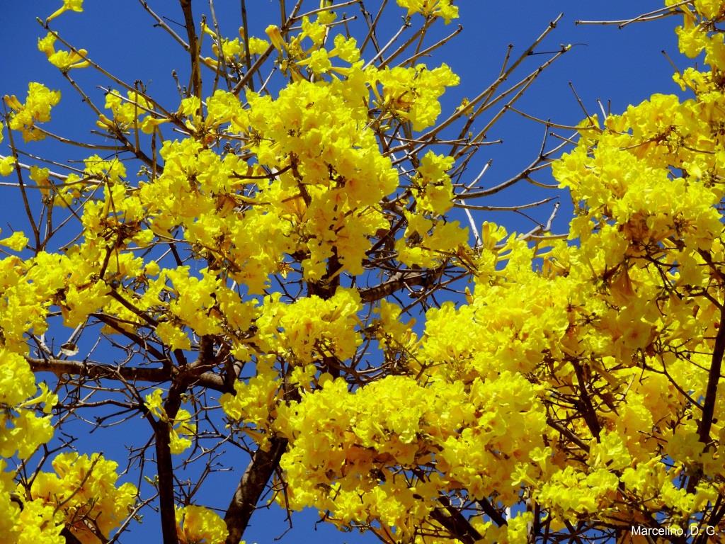 As mais belas flores do cerrado: ipê-amarelo - Natureza e Conservação