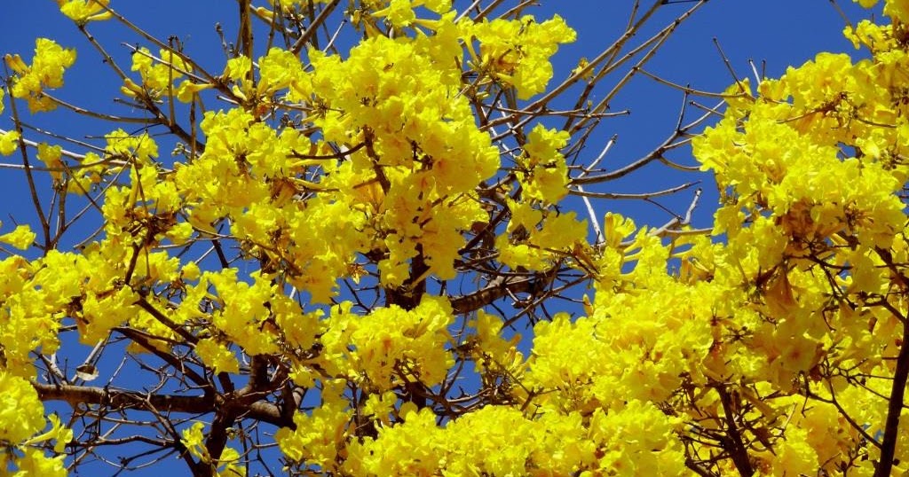 As mais belas flores do cerrado: ipê-amarelo - Natureza e Conservação