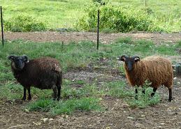 Shetland Ram Lambs for Sale