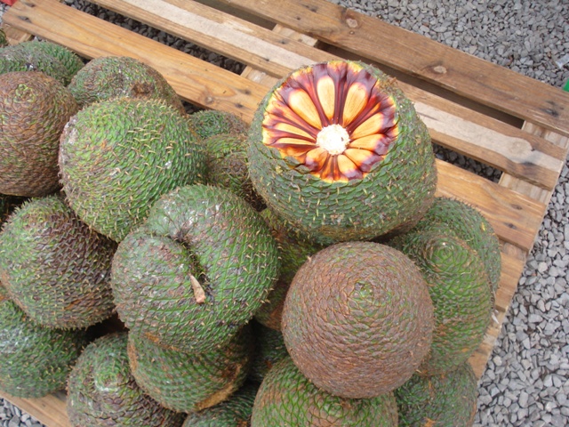 Güney Amerika: Nisan 2011