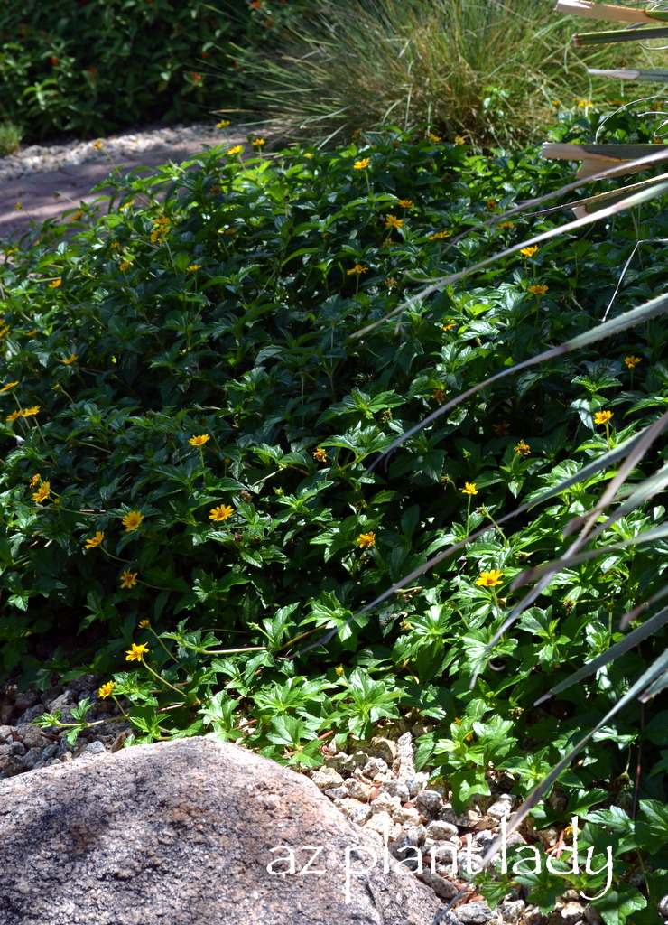 Made In The Shade Yellow Dot Ramblings From A Desert Garden