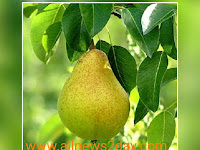 7 Great benefits of pear for human health