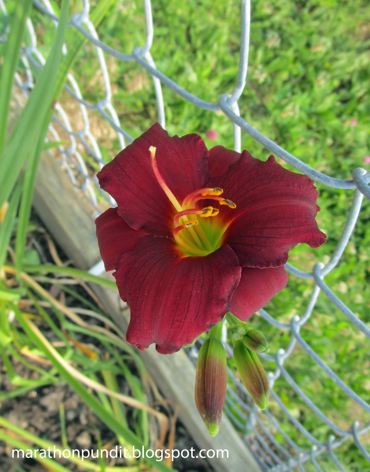 Marathon Pundit Summer flowers of Detroit