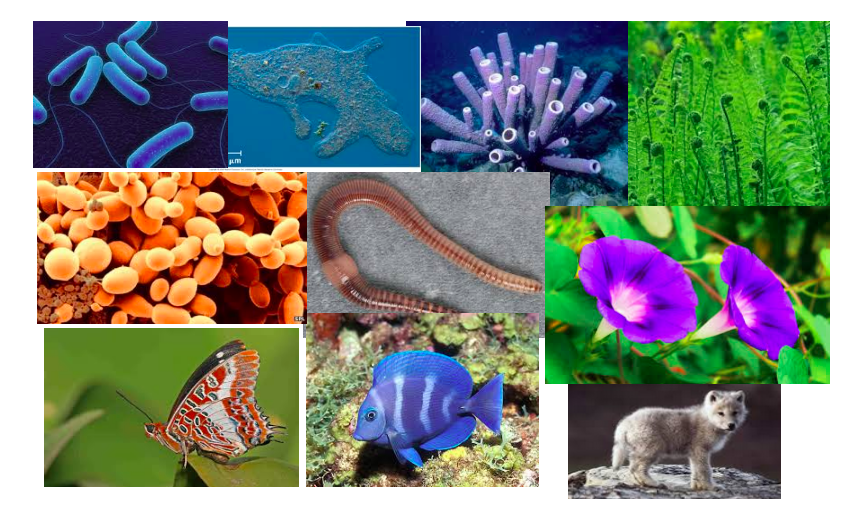 7th Grade Science 2017 2018 Classification Of Living Things And Taxonomy 7th-grade-science-2017-2018-classification-of-living-things-and-taxonomy
