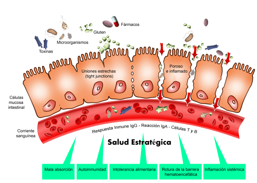 La flora intestinal. Cómo afecta la salud de tus bacterias a tu propia salud