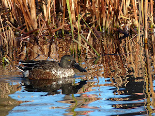 Canard souchet - Anas clypeata Canard souchet - Anas clypeata