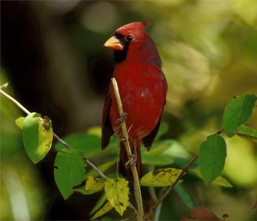 wild birds unlimited high pitched chip bird call at night wild birds unlimited high pitched chip bird call at night