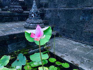 lotus flower bud at brahmavihara arama monastery