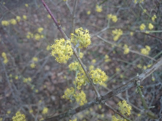 Dřín obecný Cornus mas