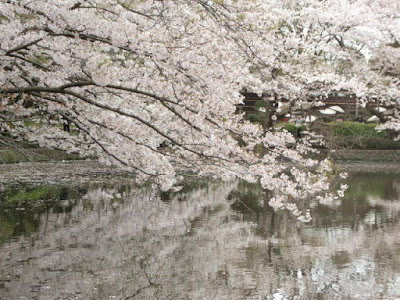 源氏池の桜
