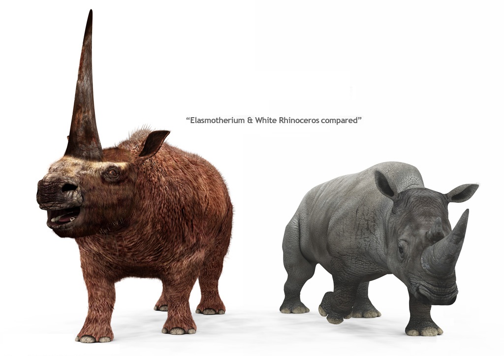 Single horned rhino wiki
