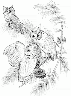 Owl Coloring Pages | Owl Coloring Pages