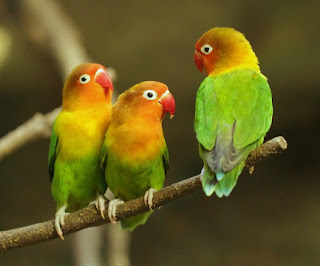4  Jenis Burung Lovebird Yang Masih Asli Tanpa Percampuran