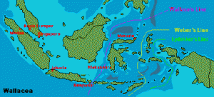 Gambar Geografi Indonesia Wikiwand Gambar Peta Garis Wallace Weber di