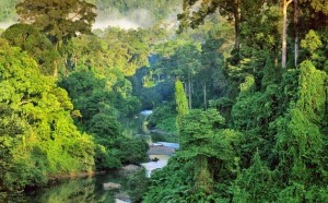 Hutan hujan tropis Hutan hujan tropis