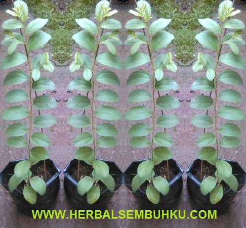 bibit bidara daun bidara pohon bidara 085755201000 bibit bidara daun bidara pohon bidara 085755201000