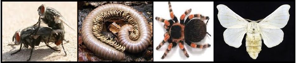 Biologi Gonzaga Arthropoda