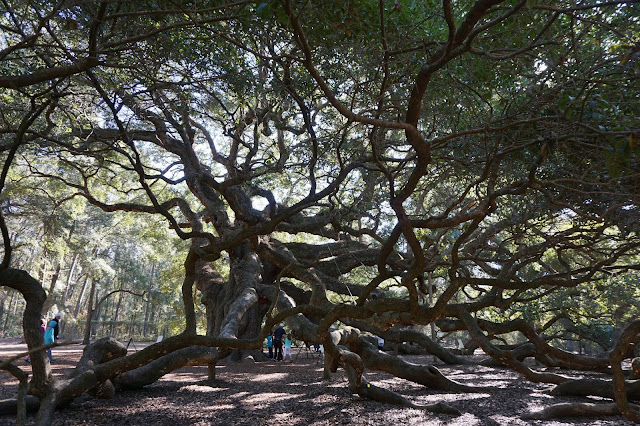 Angel Oak Tree in November