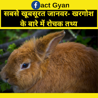 सबसे खूबसूरत जानवर- खरगोश के बारे में रोचक तथ्य:-/Rabbit's Amazing Facts In Hindi सबसे खूबसूरत जानवर- खरगोश के बारे में रोचक तथ्य:-/Rabbit's Amazing Facts In Hindi,rabbit facts in hindi , rabbit hindi, interesting facts about rabbit in hindi, hindi facts , fact gyan