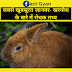 सबसे खूबसूरत जानवर- खरगोश के बारे में रोचक तथ्य:-/Rabbit's Amazing Facts In Hindi