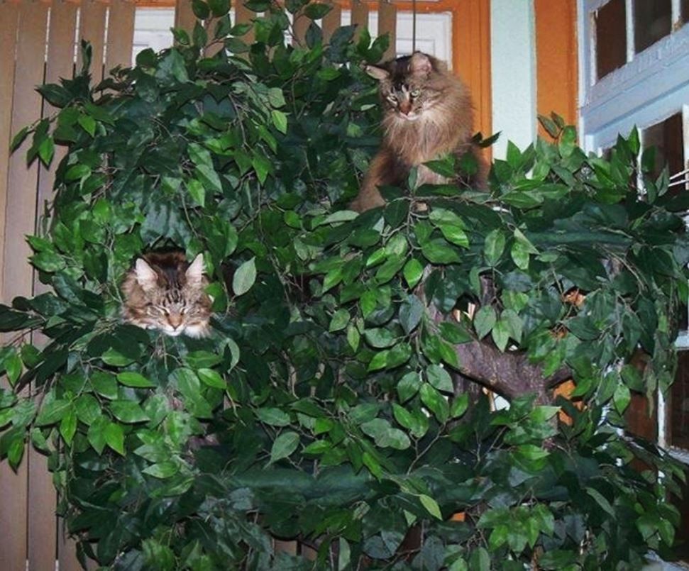 Maine Coon Cat Trees Maine Coon Cat Furniture